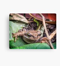Eastern Common Froglet Canvas Print