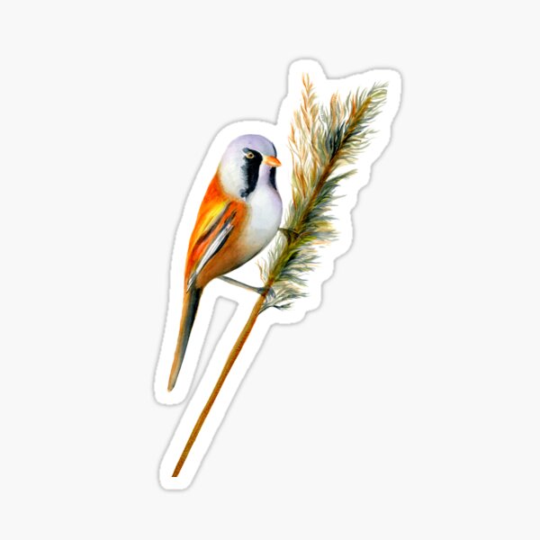 Bearded Tit Bird Watercolor Artwork Bird Art Sticker