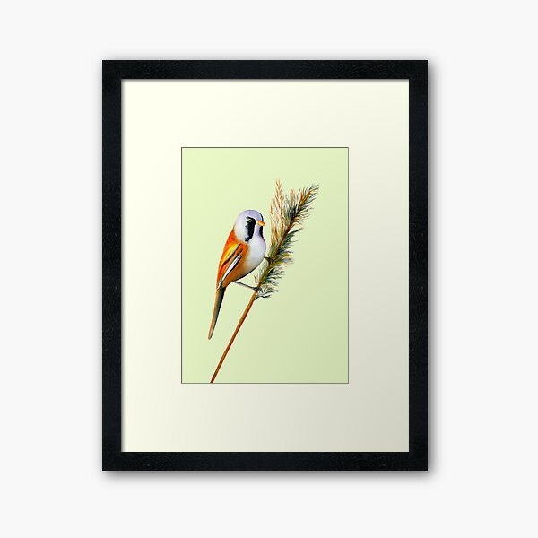 Bearded Tit Bird Watercolor Artwork Bird Art Framed Art Print