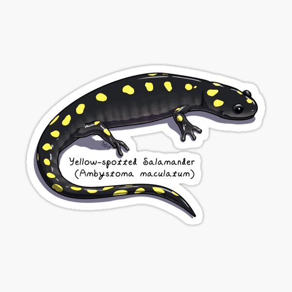 Item preview, Yellow-spotted Salamander by Woodsmith designed and sold by SJWoodsmith.