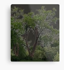 Keyhole Trees Metal Print