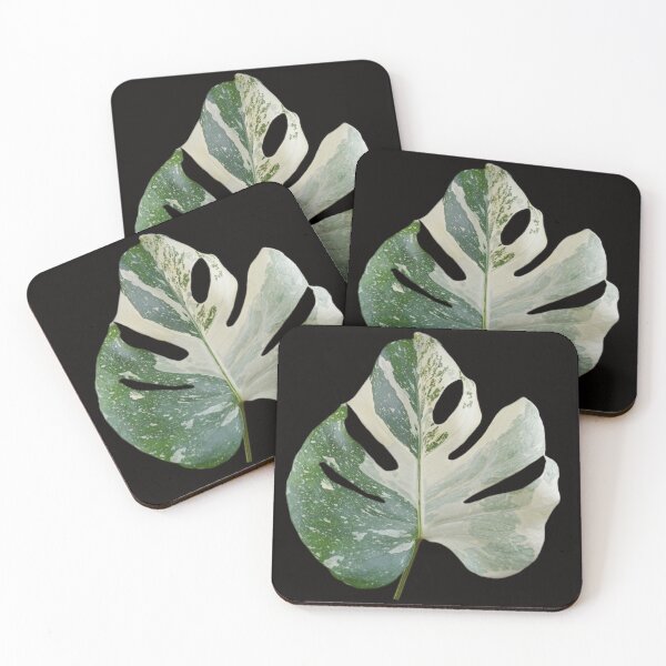 Item preview, Monstera Thai Constellation Leaf (Variegated Monstera) designed and sold by plantsbutbetter.