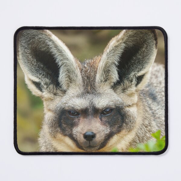 Item preview, Whispers of the Night: Bat-Eared Fox designed and sold by rawshutterbug.
