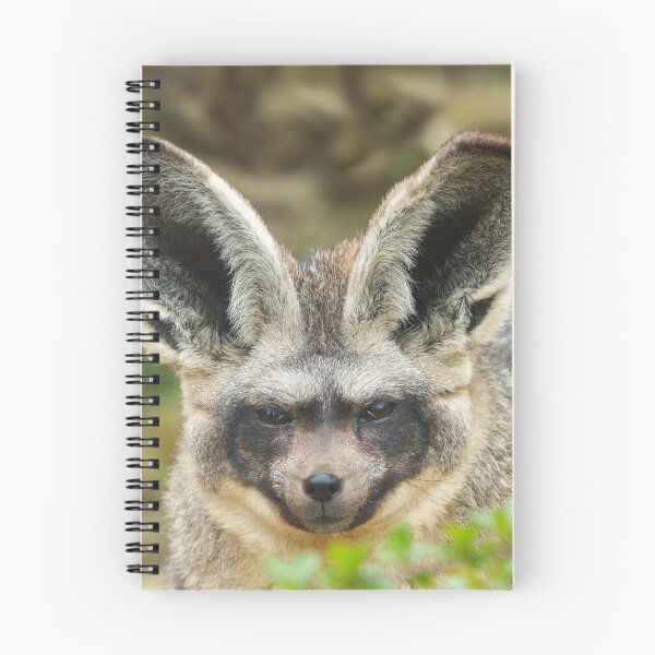 Item preview, Whispers of the Night: Bat-Eared Fox designed and sold by rawshutterbug.