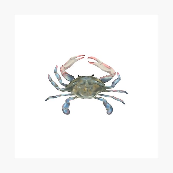 Item preview, Crab designed and sold by AnyaYasinska.