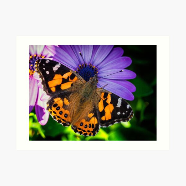 Australian Painted Lady Art Print