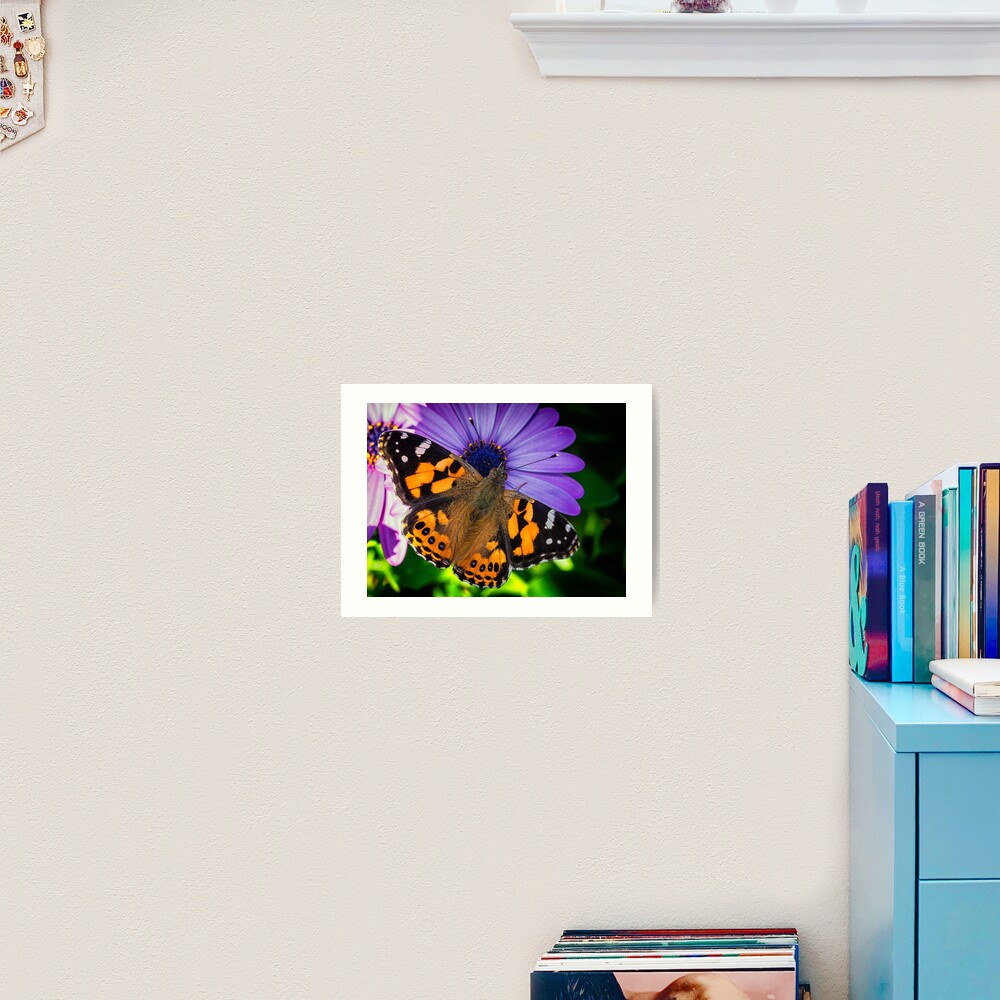 Australian Painted Lady Art Print