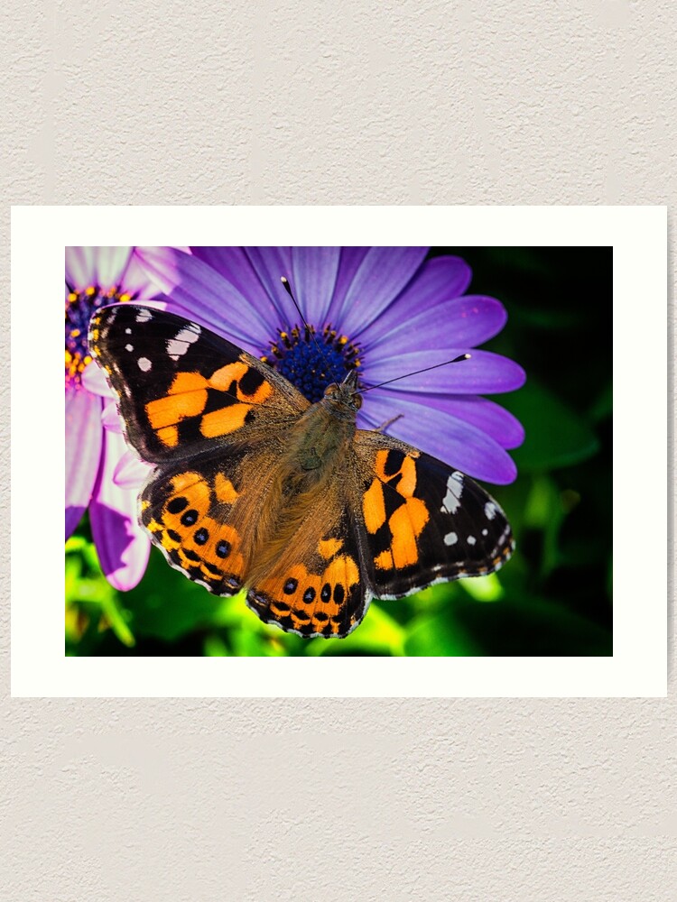 Alternate view of Australian Painted Lady Art Print