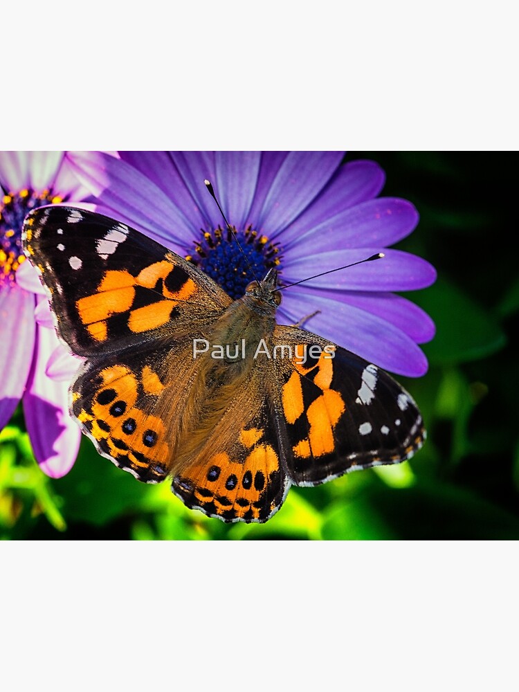 Australian Painted Lady by AmyesPhotograph