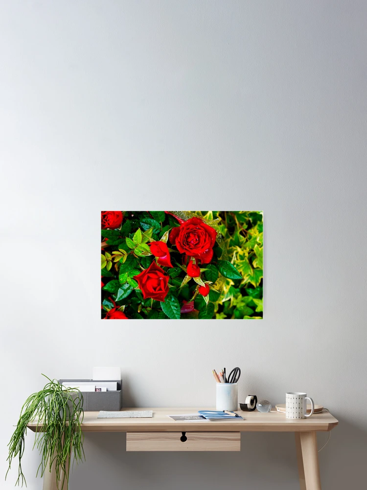 Thumbnail 2 of 3, Poster, Red Roses designed and sold by thechronicsloth.