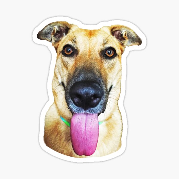Her name was Layla, she was a showgirl Sticker