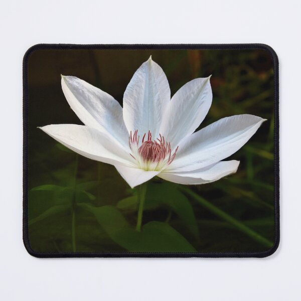 Item preview, Clematis designed and sold by Tom McPherson Photography.