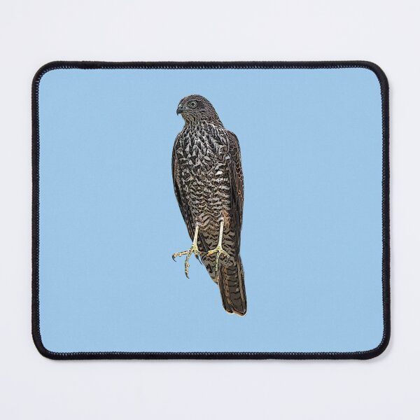 Item preview, Collared Sparrowhawk Color Design  designed and sold by designsasstultd.