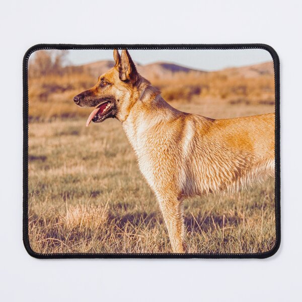 Item preview, Belgian Malinois Dog designed and sold by TheAnimalZ00.