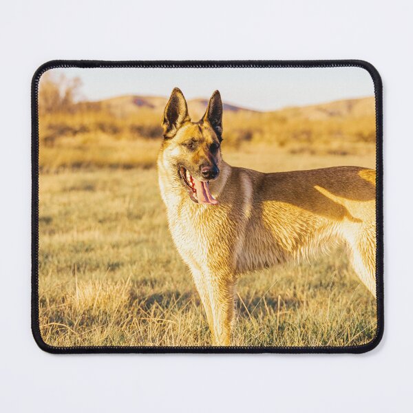 Item preview, Belgian Malinois designed and sold by TheAnimalZ00.