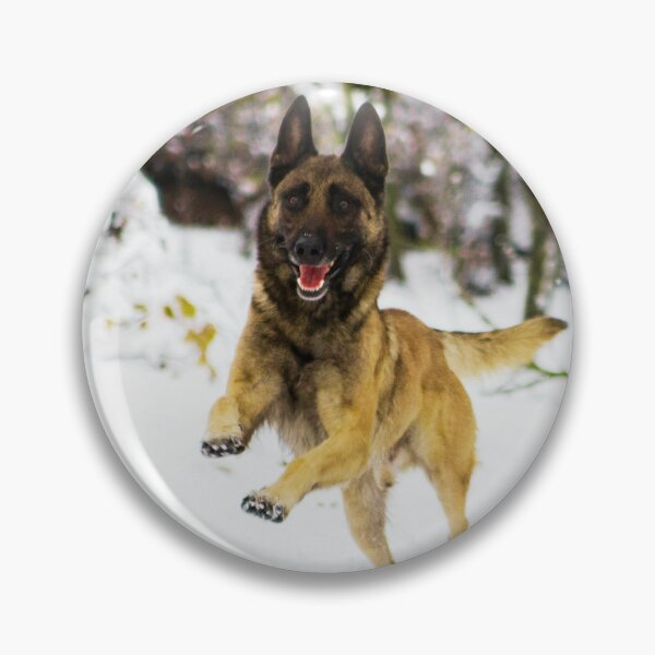 Item preview, Belgian Malinois Running In Snow designed and sold by TheAnimalZ00.