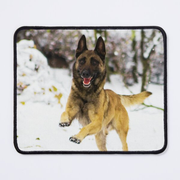 Item preview, Belgian Malinois Running In Snow designed and sold by TheAnimalZ00.