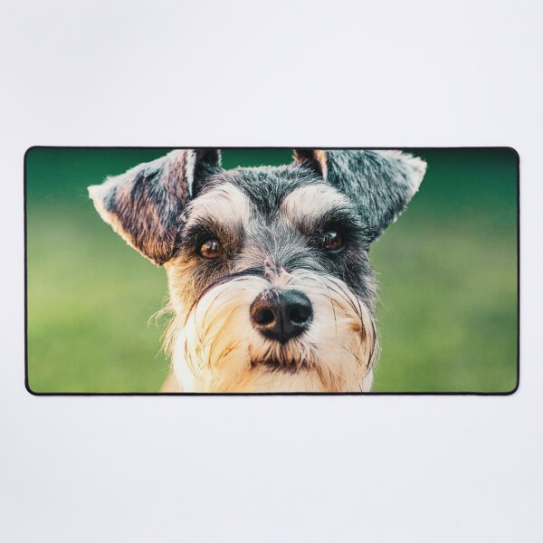Item preview, Miniature Schnauzer Face designed and sold by TheAnimalZ00.