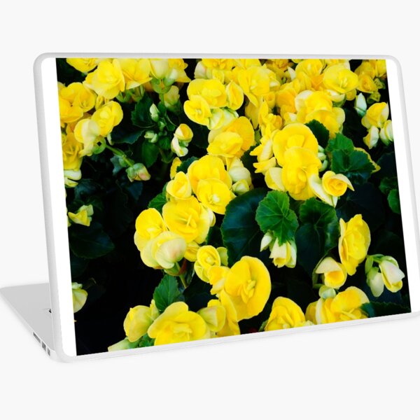 Aperçu de l'œuvre Pauvre homme Orchidée jaune créée et vendue par corichard.