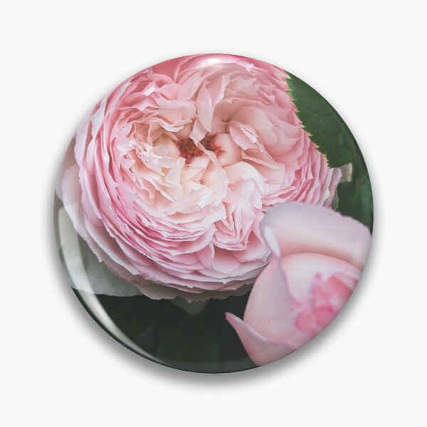 Item preview, Mill on the floss rose taken in my garden  designed and sold by FloraVision.