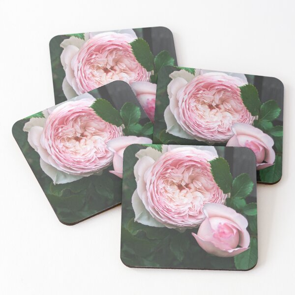 Item preview, Mill on the floss rose taken in my garden  designed and sold by FloraVision.