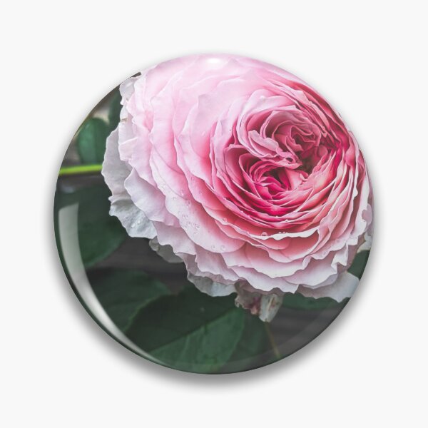 Artikelvorschau, James Galway Englische Rose entworfen und verkauft von FloraVision.