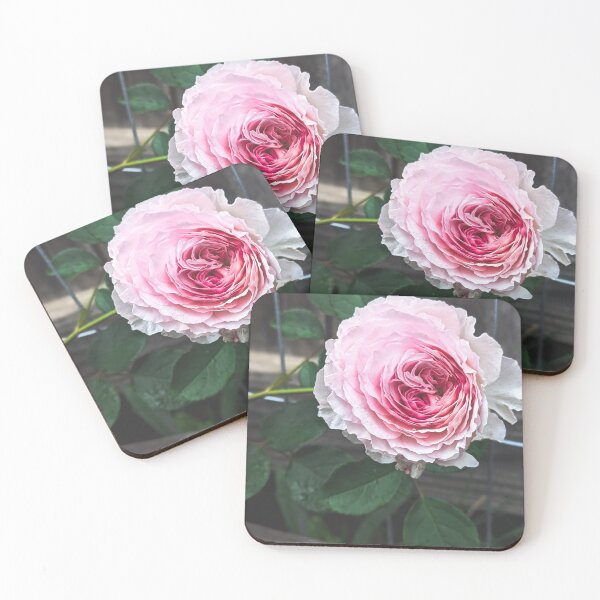 Item preview, James Galway English rose designed and sold by FloraVision.