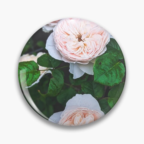 Item preview, Beautiful picture of orange roses  designed and sold by FloraVision.