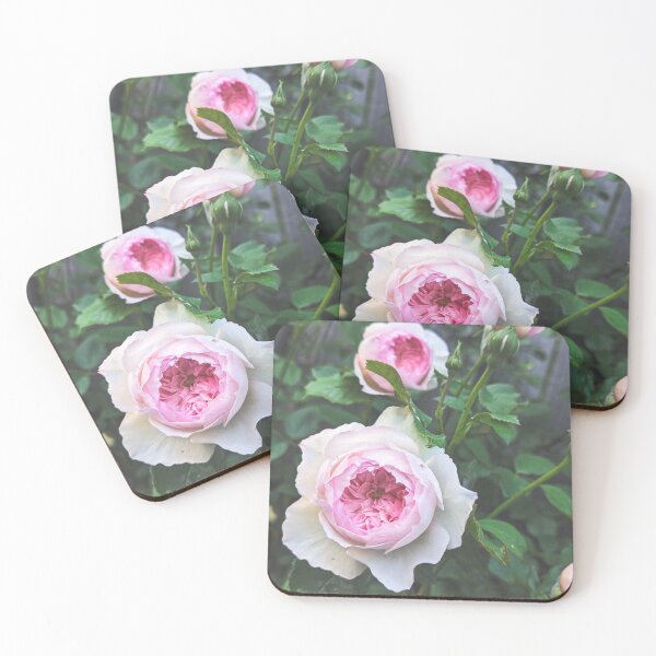 Item preview, James Galway Pink roses designed and sold by FloraVision.