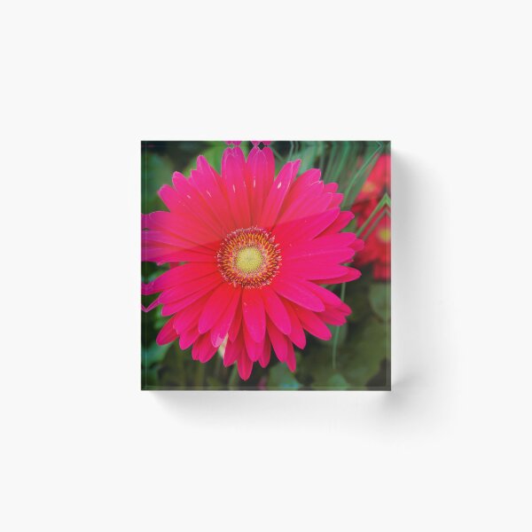 Item preview, African Daisy designed and sold by corichard.