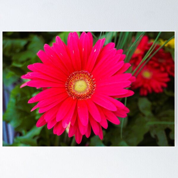 Item preview, African Daisy designed and sold by corichard.