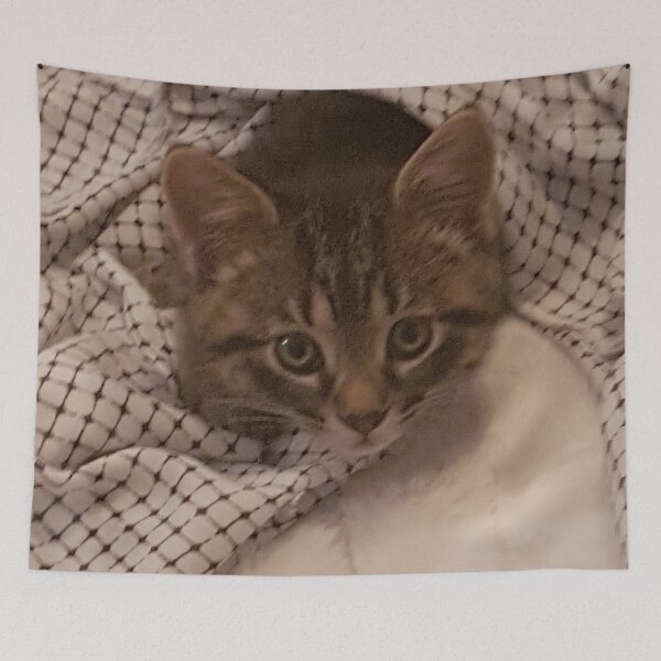 Item preview, Curious Cute Tabby Kitten  designed and sold by WhiteSoftPetals.