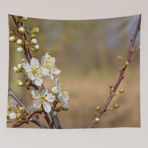 Item preview, White prunus blossoms designed and sold by xophotography.