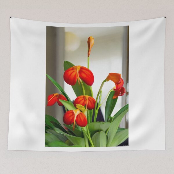 Item preview, Masdevallia ignea 01 designed and sold by Weston  Westmoreland.