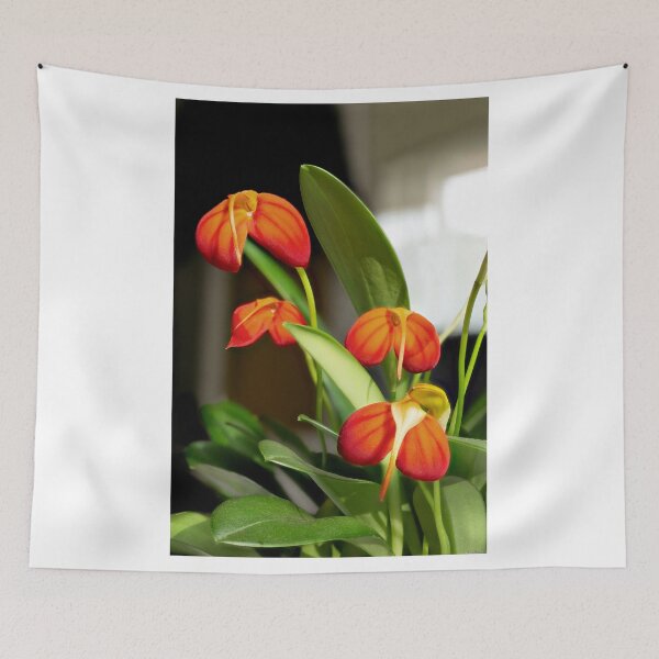 Item preview, Masdevallia ignea 02 designed and sold by Weston  Westmoreland.