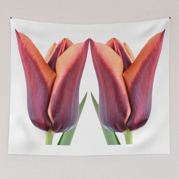 Item preview,  Tulipa 'Slawa' Triumph Tulip designed and sold by Chris Burrows.