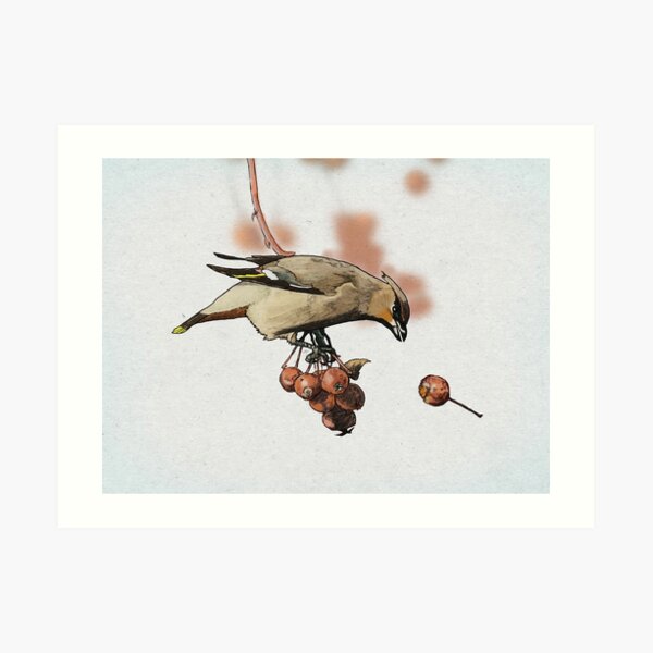 Cedar Waxwing Art Print