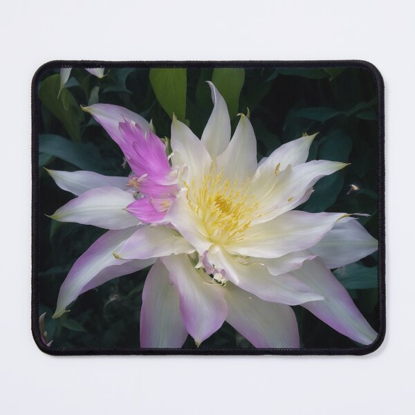 Item preview, Amazing night blooming cereus flower. designed and sold by PatDoArt.