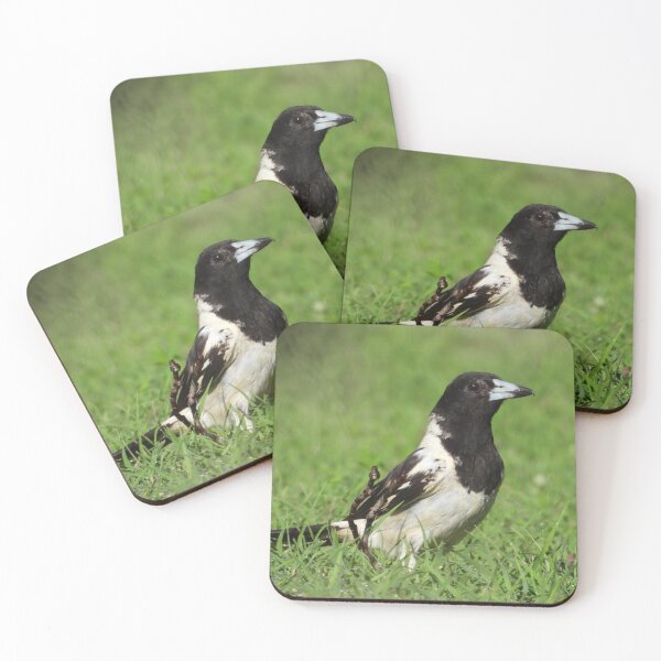 Item preview, Pied Butcher Bird designed and sold by Jenny  Dyer.