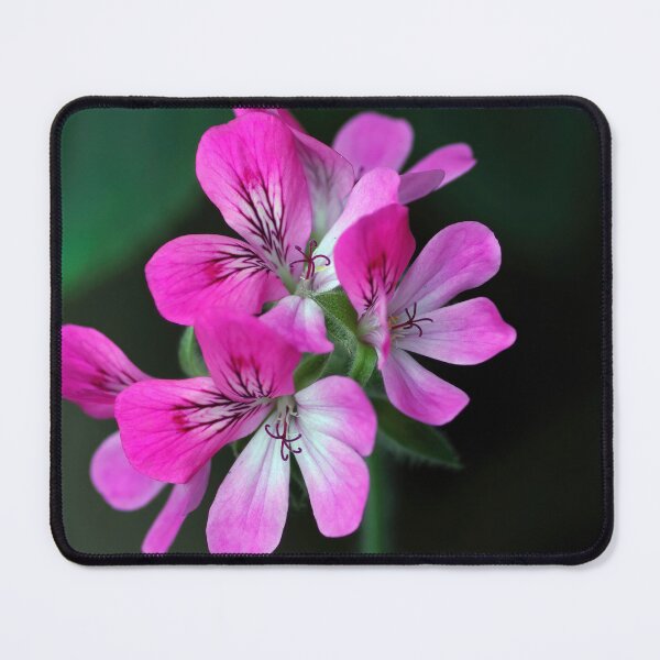 Item preview, Geranium designed and sold by Tom McPherson Photography.