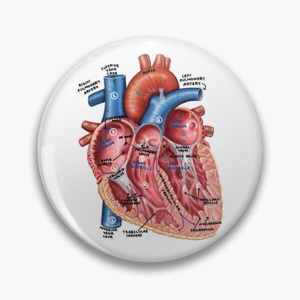 Item preview, Heart Diagram designed and sold by Penny Lilley.