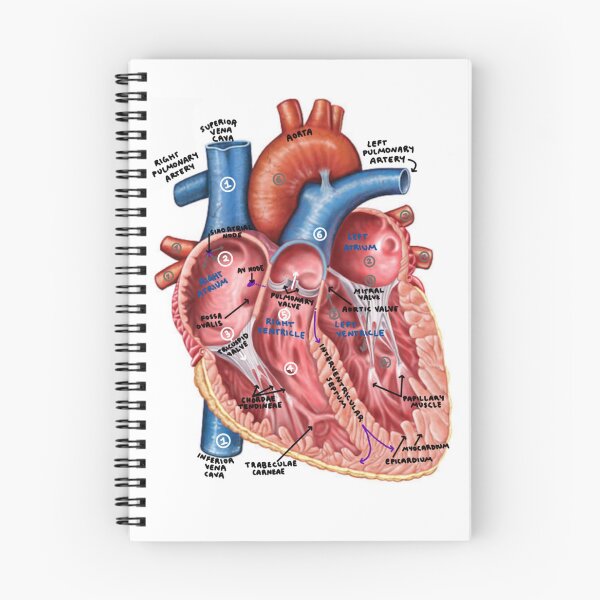 Item preview, Heart Diagram designed and sold by Penny Lilley.