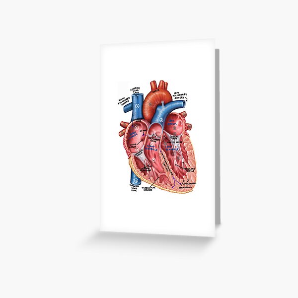 Artikel-Vorschau von Herz-Diagramm, designt und verkauft von Penny Lilley.