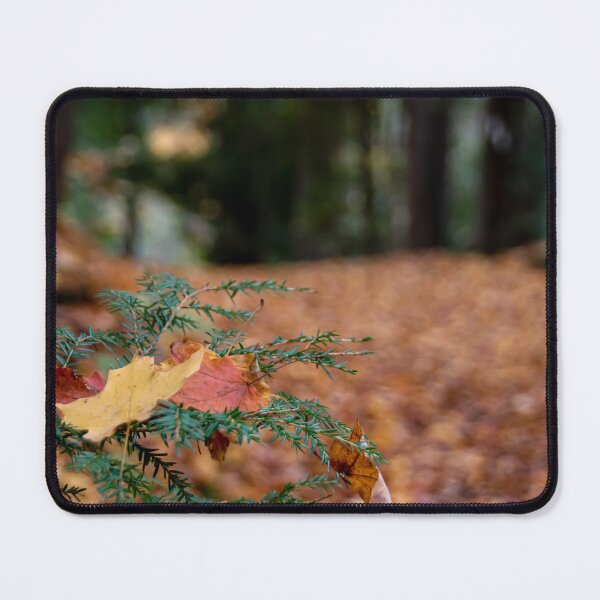 Item preview, Autumn Leaves Rest on an Evergreen Branch designed and sold by jrtwynam.