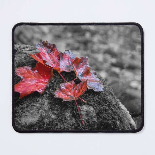 Item preview, Four Red Maple Leaves on a Rock Selective Colour designed and sold by jrtwynam.