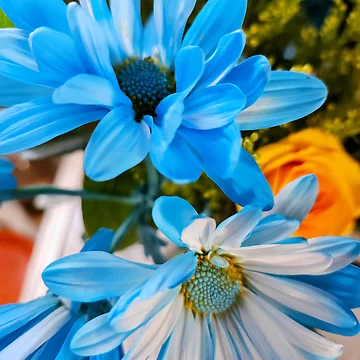 Artwork thumbnail, Blue daisies! by RickyTics
