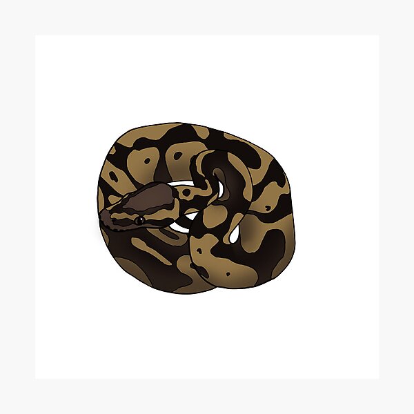 Item preview, Clown Pastel Ball Python designed and sold by sgropp13.