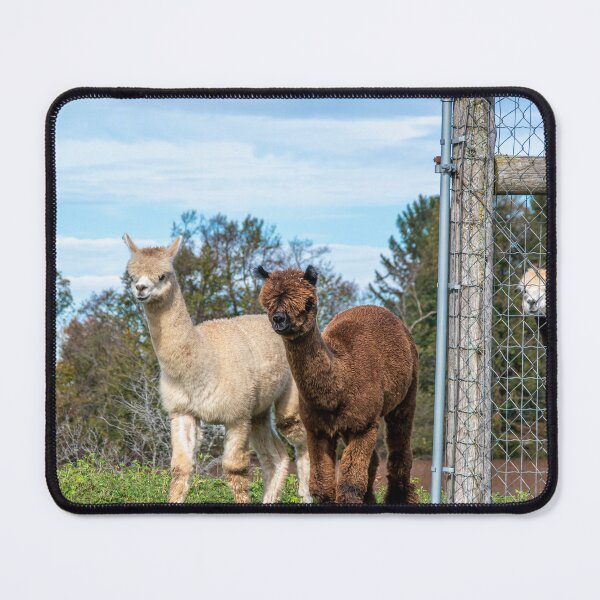 Item preview, Alpacas at Kickin' Back 1 designed and sold by jrtwynam.
