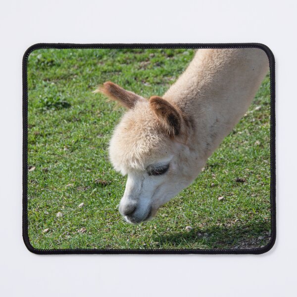 Item preview, Alpacas at Kickin' Back 2 designed and sold by jrtwynam.
