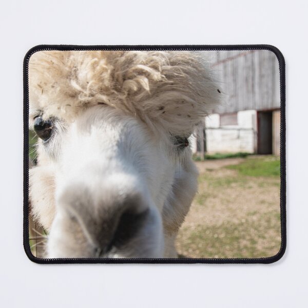 Item preview, Alpacas at Kickin' Back 3 designed and sold by jrtwynam.